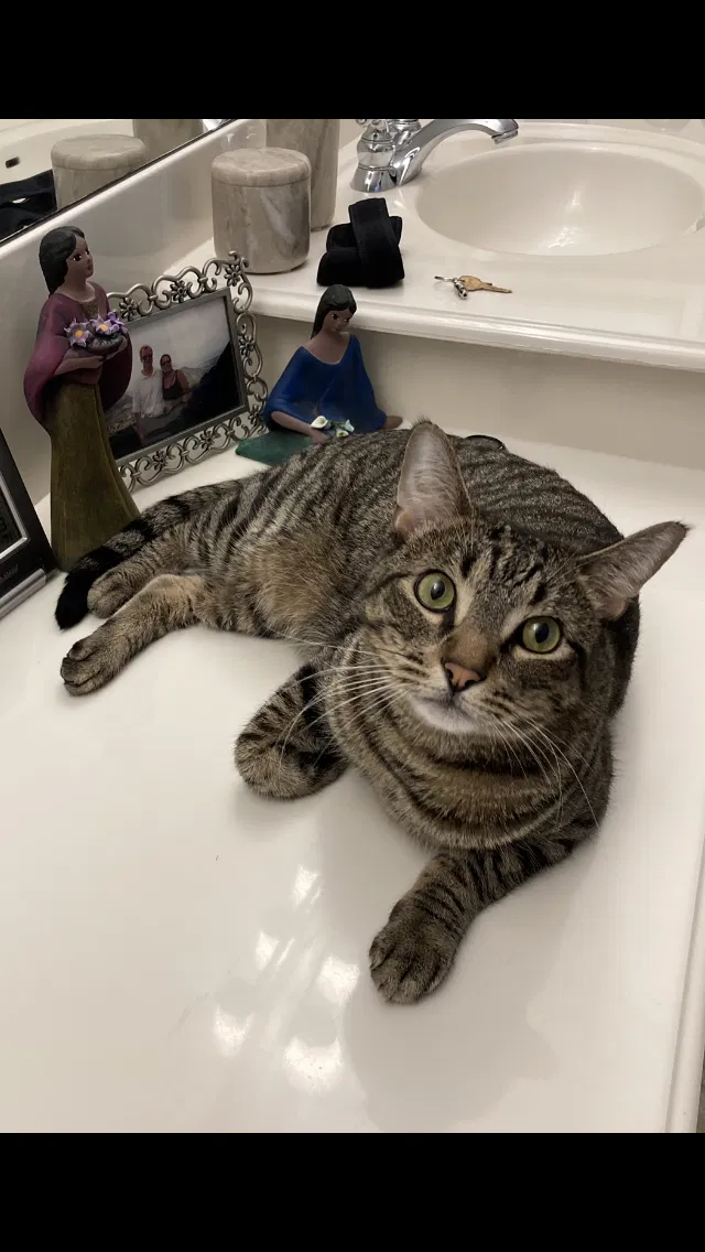 Lost cat in Round Rock, TX, 78681