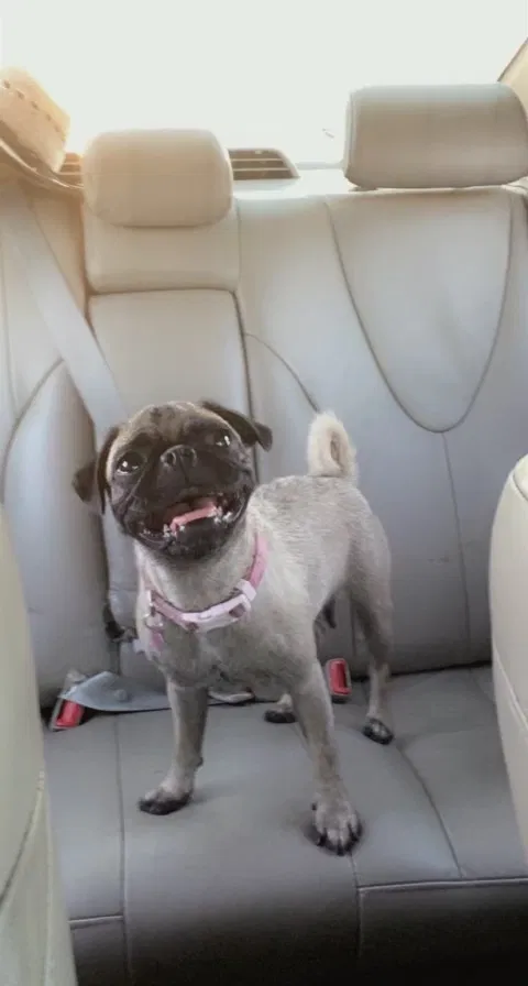 Lost dog in Bakersfield, CA, 93301