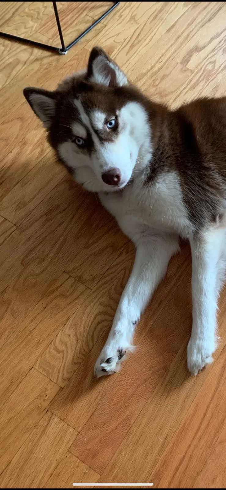 Lost dog in Mims, FL, 32754