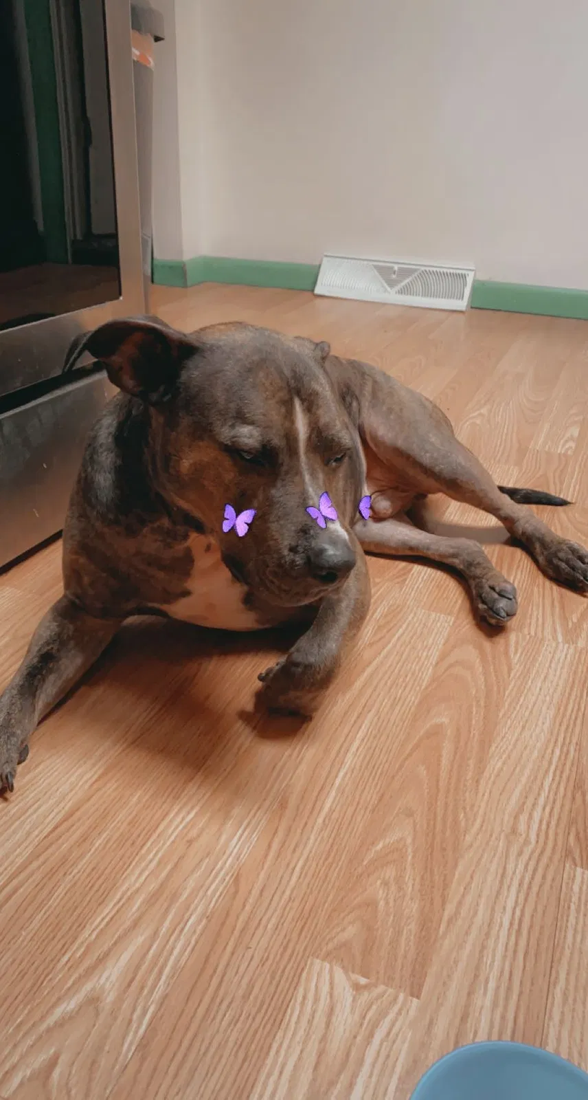 Lost dog in Shelocta, PA, 15774