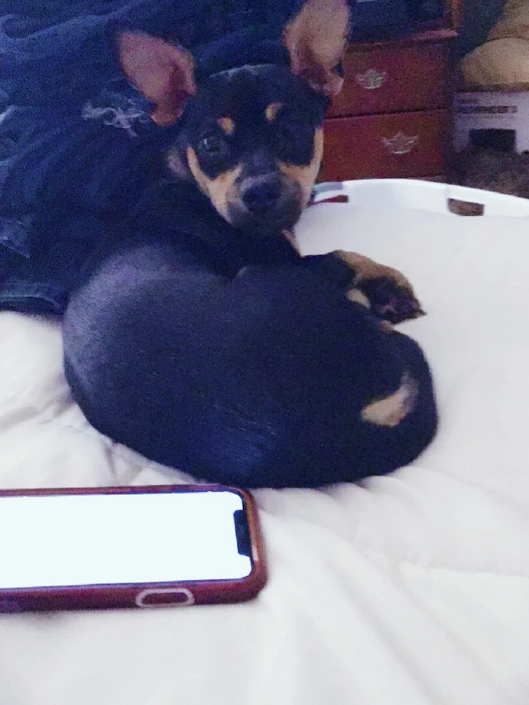 Lost dog in Redding, CA, 96003