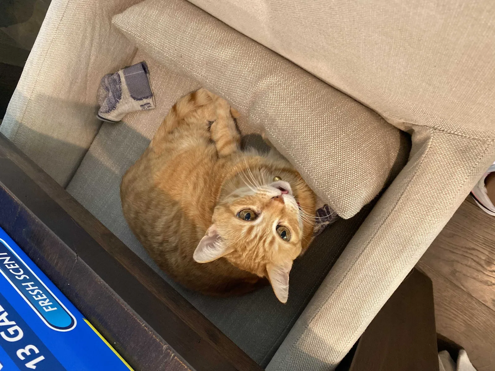 Lost cat in Scottsdale, AZ, 85251