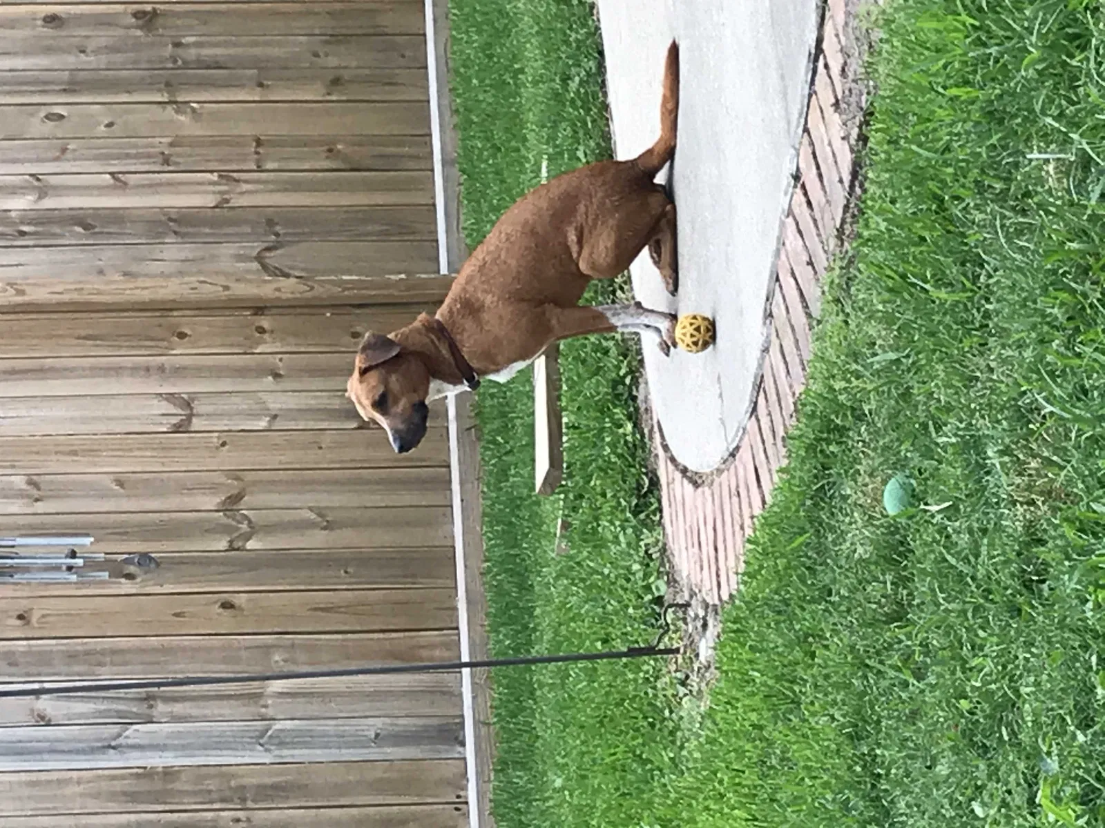 Lost dog in Tomball, TX, 77375