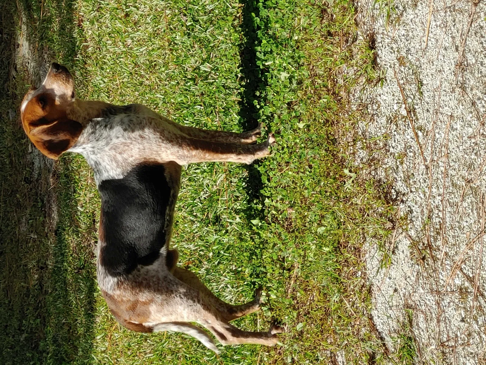 Found dog in Maple Hill, NC, 28454