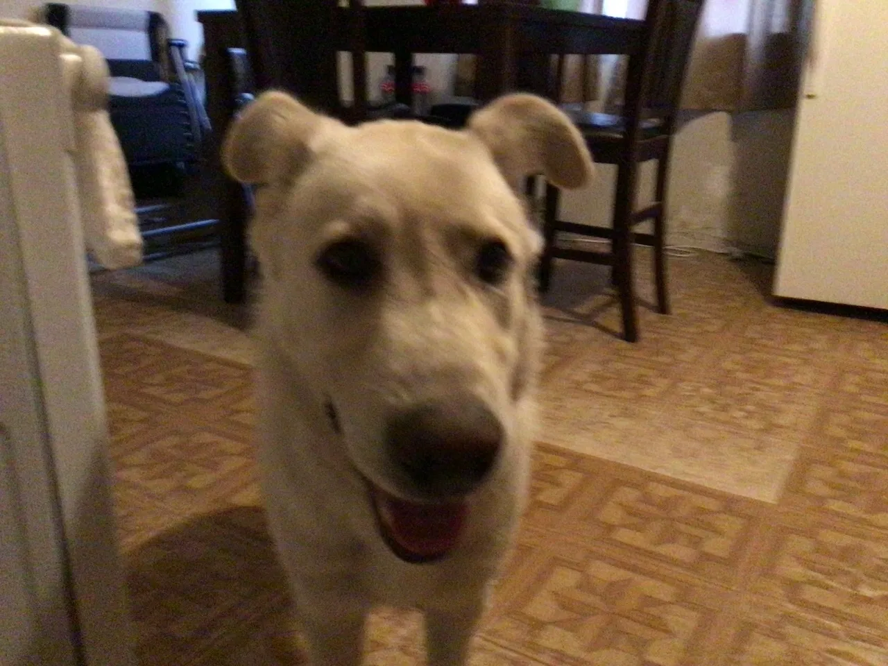 Lost dog in San Bernardino, CA, 92408