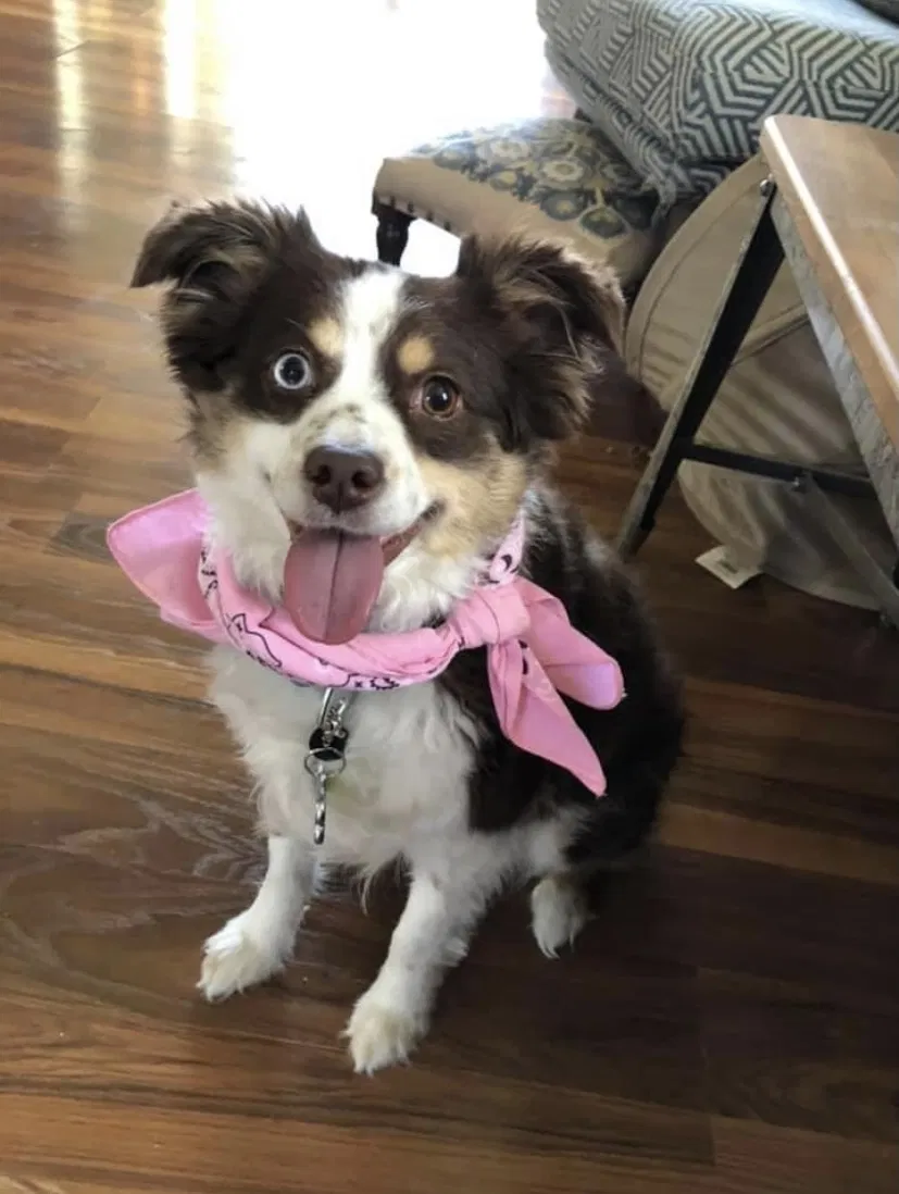 Lost dog in Pleasant Hill, OH, 45359