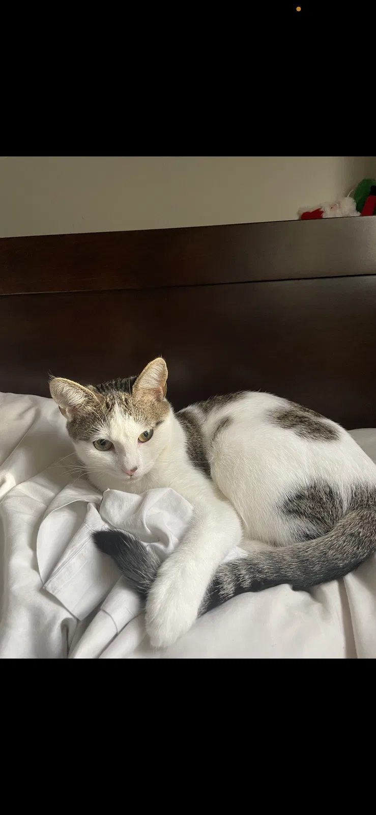 Lost cat in Miami, FL, 33186
