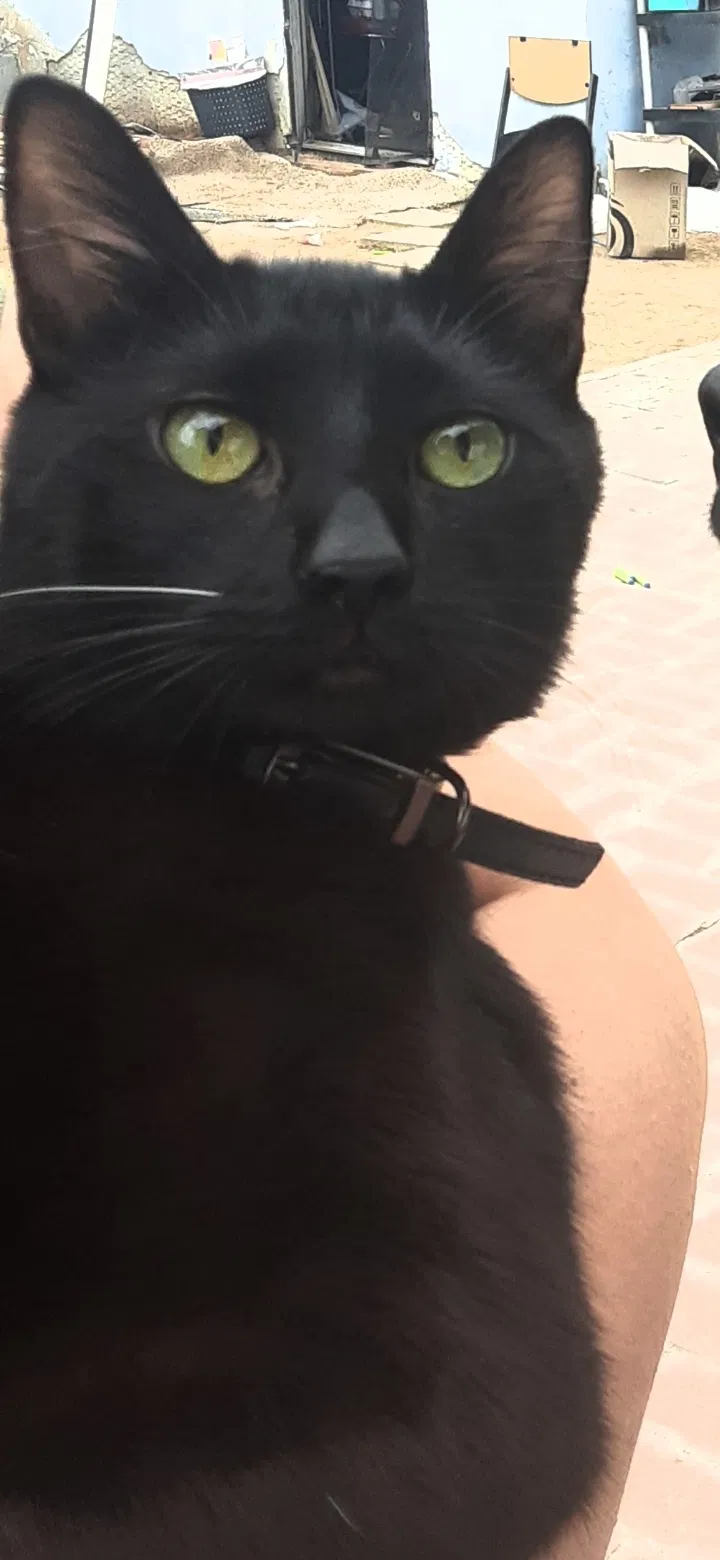 Lost cat in Spring Valley, CA, 91977