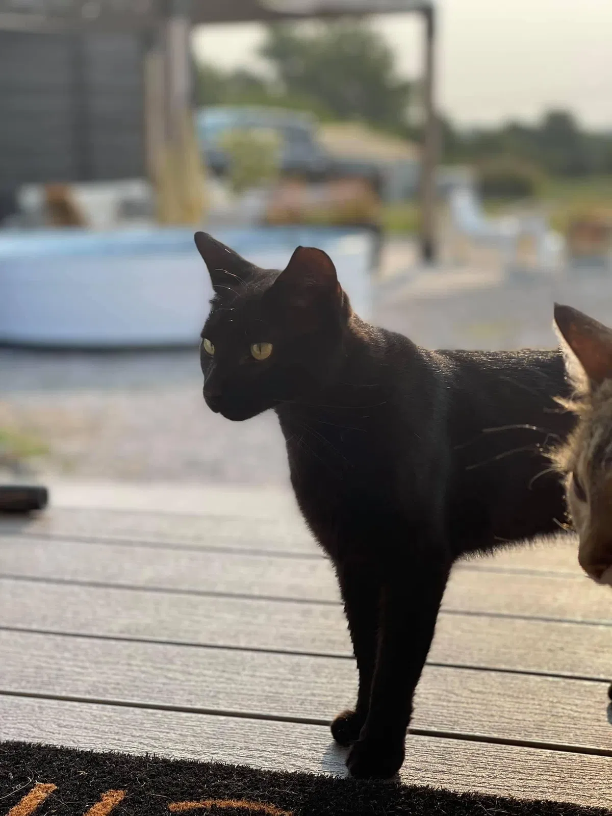 Lost cat in Bucyrus, KS, 66013