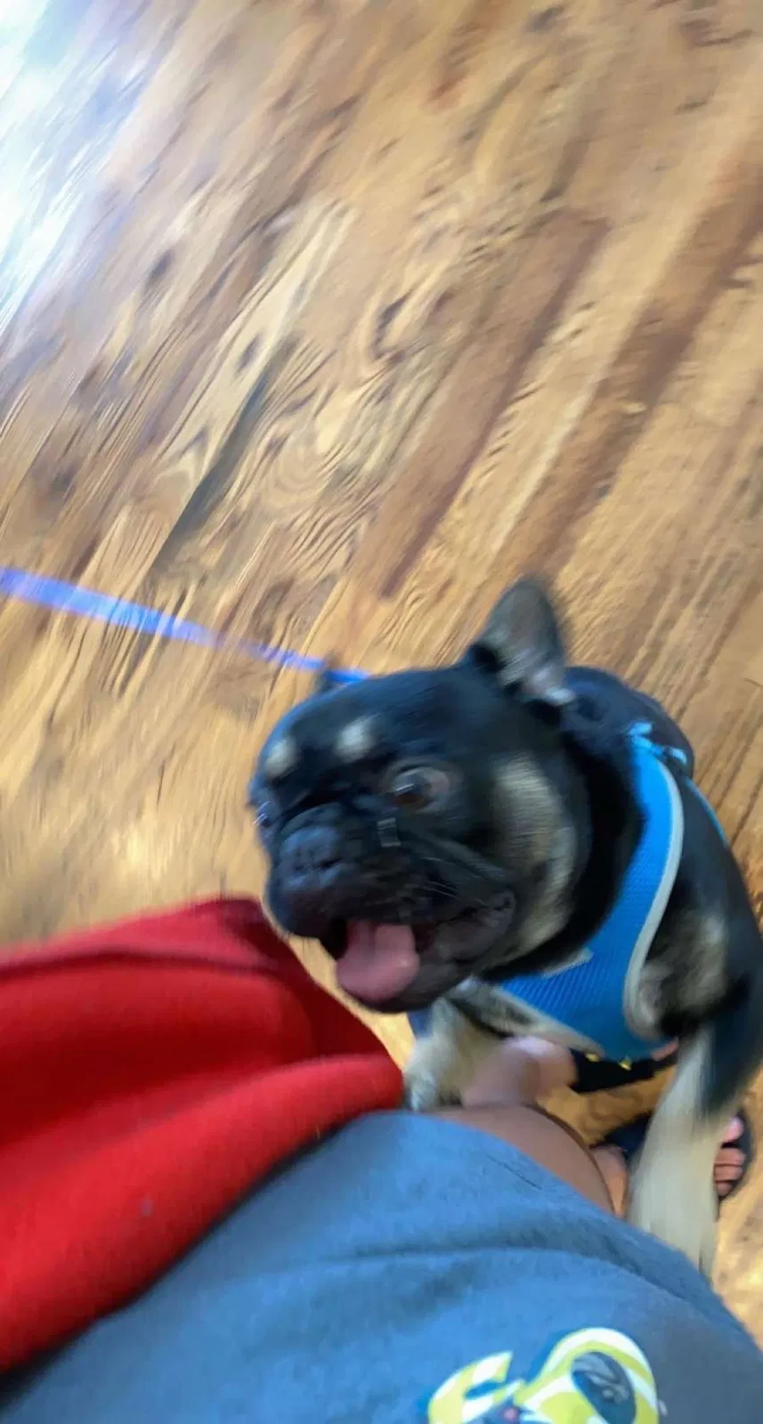 Lost dog in Loveland, CO, 80537