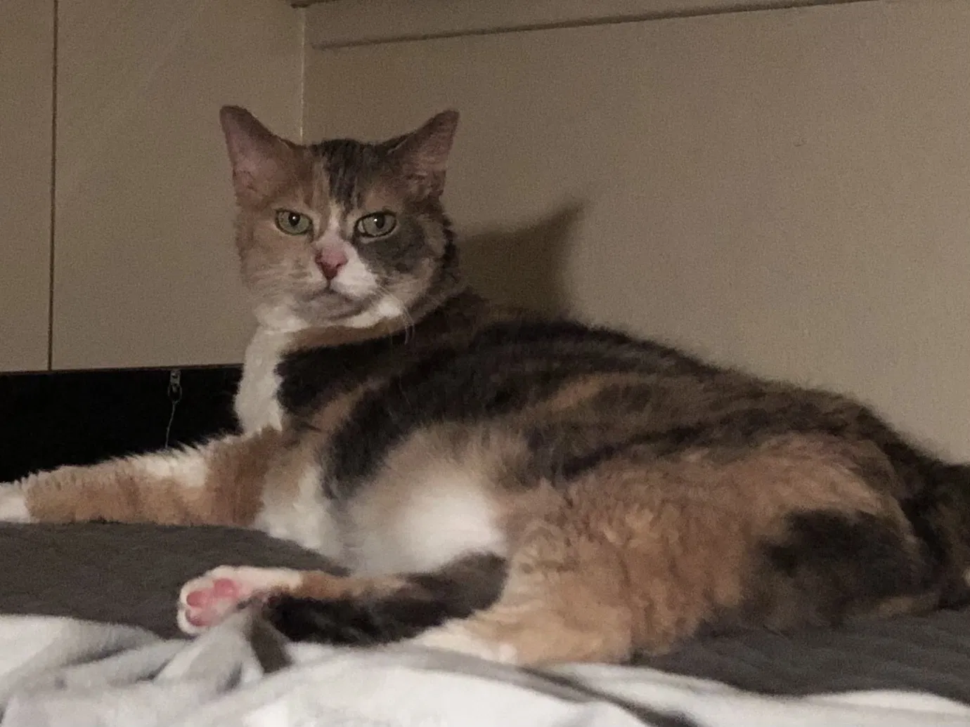 Lost cat in Bremerton, WA, 98337