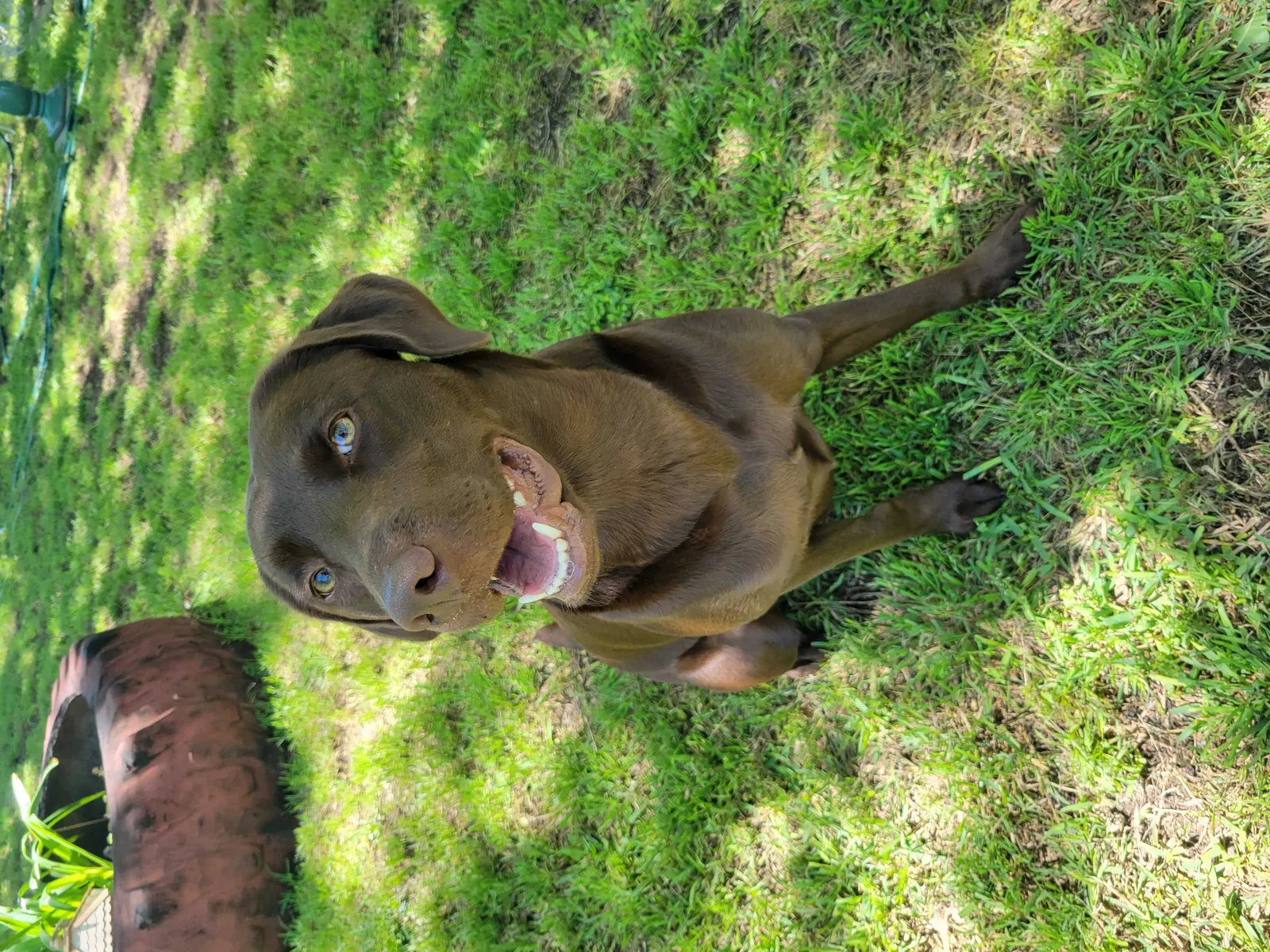 Lost dog in Johnson City, TX, 78636