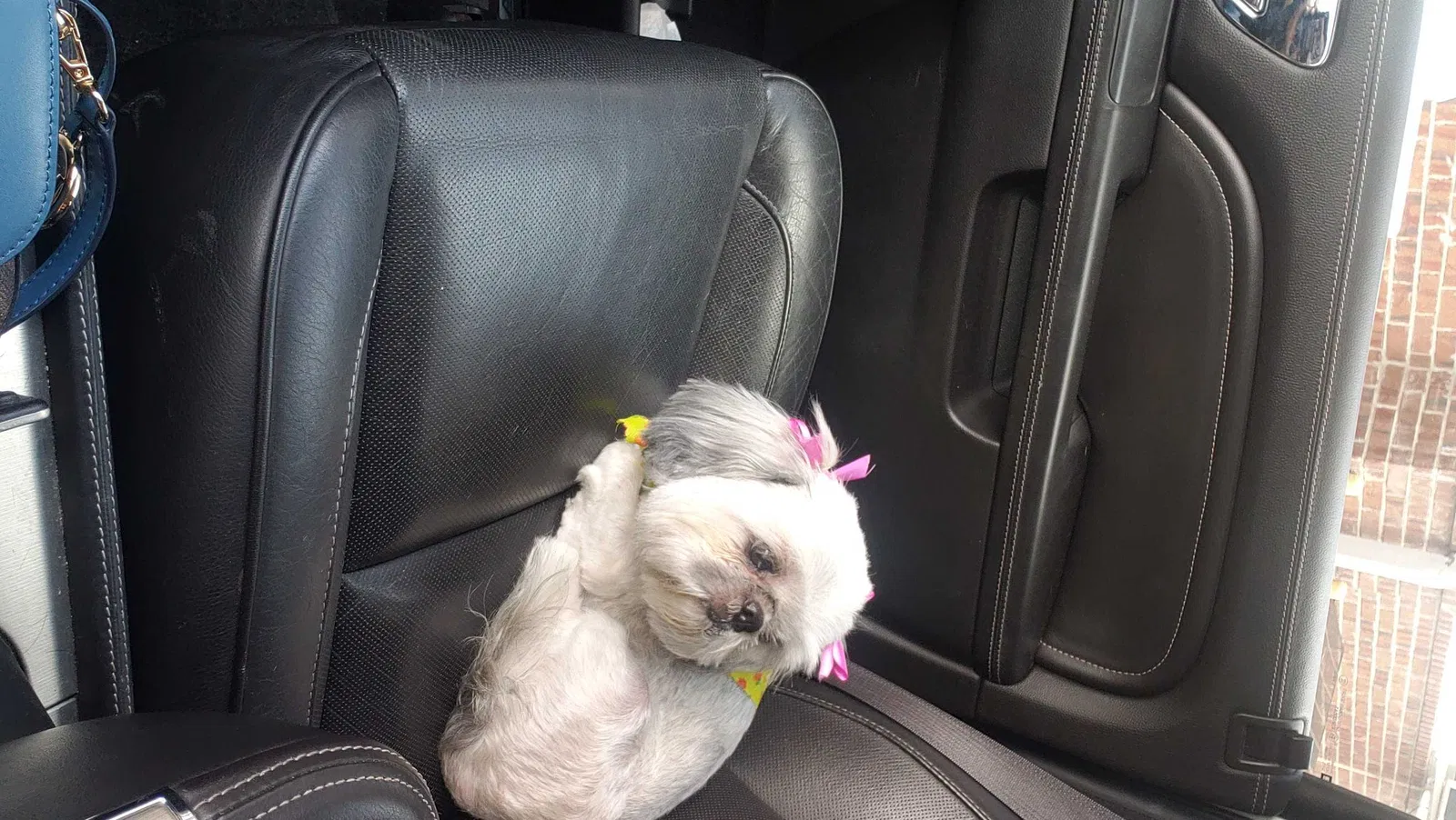 Lost dog in Brownsville, TX, 78520