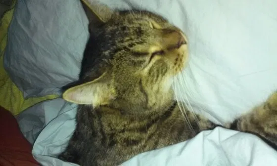 Lost cat in Peyton, CO, 80831