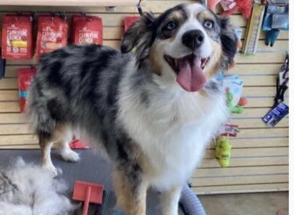 Lost dog in Chula Vista, CA, 91913