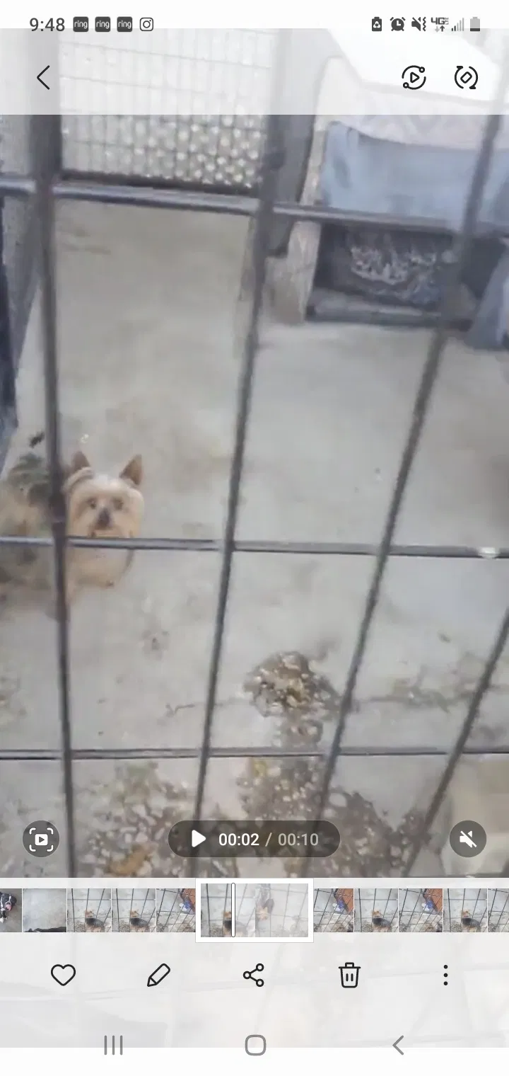 Lost dog in San Bernardino, CA, 92407