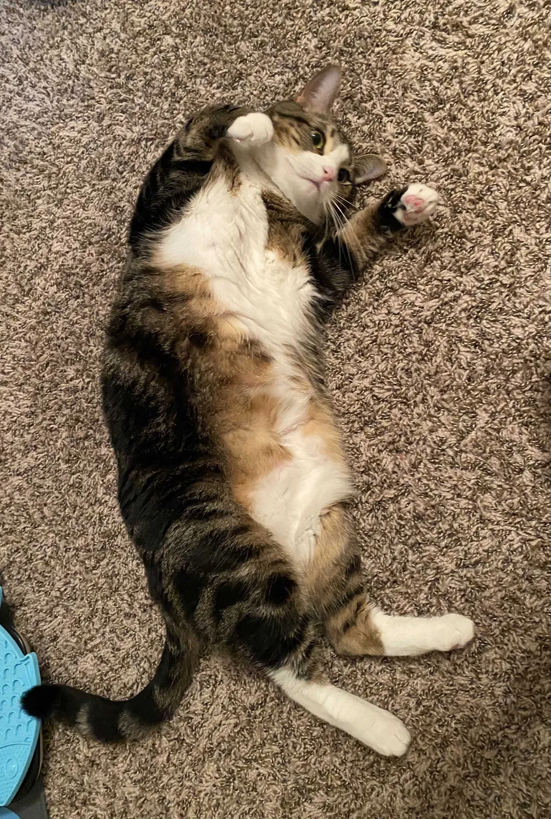 Lost cat in Lexington, KY, 40509