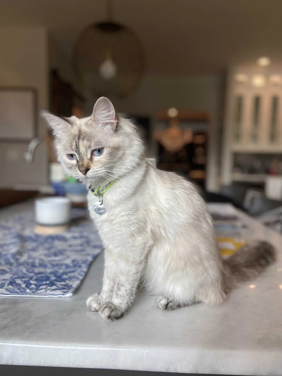Lost cat in Joliet, IL, 60431