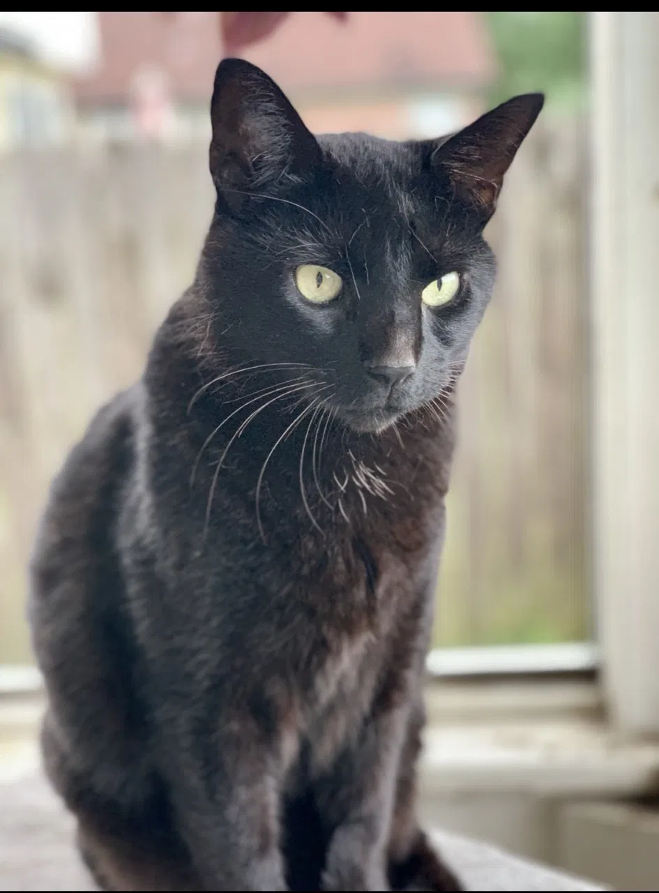 Lost cat in Cedar Park, TX, 78613