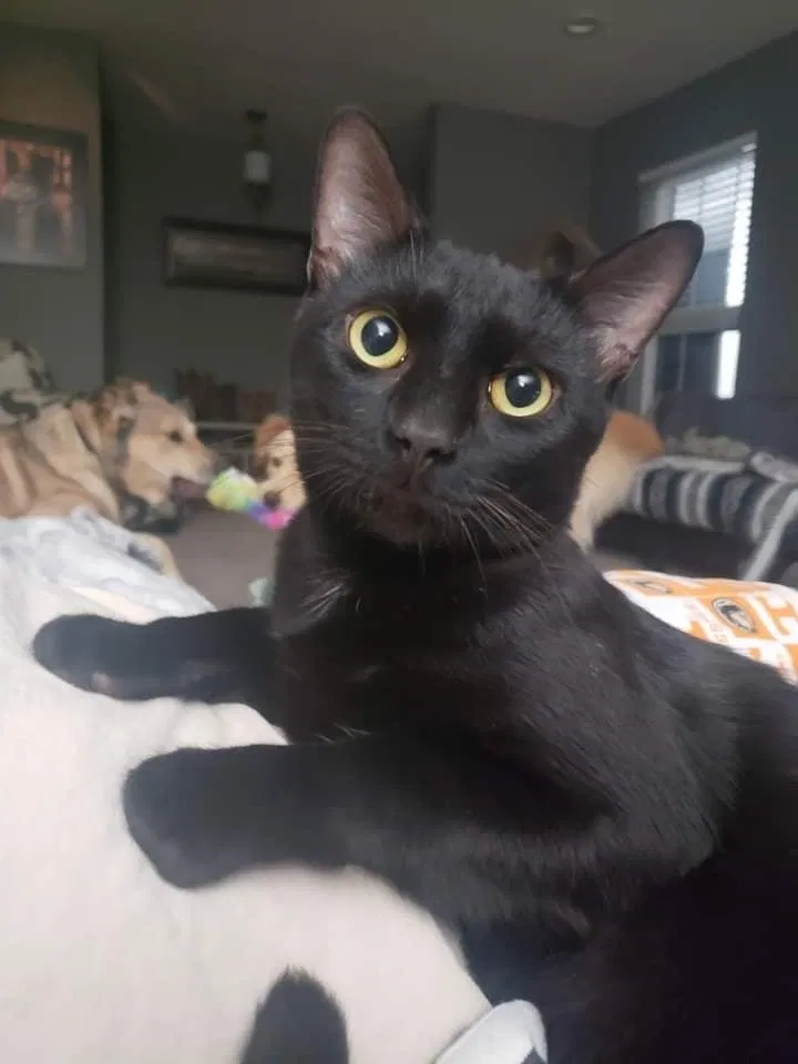 Lost cat in Commerce, TX, 75428