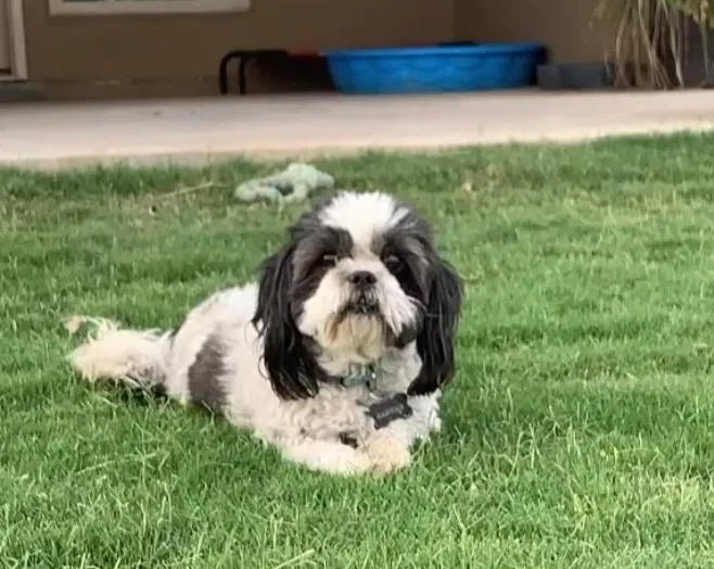 Lost dog in El Paso, TX, 79927