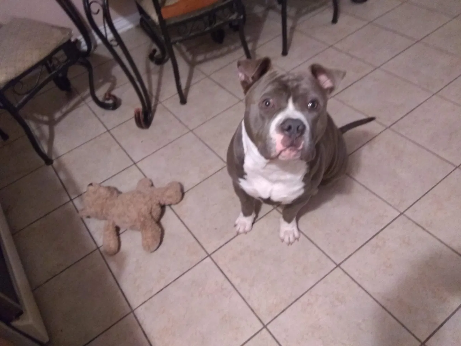 Lost cat in Dallas, TX, 75216