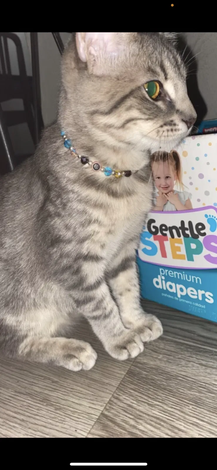 Lost cat in Tulsa, OK, 74128