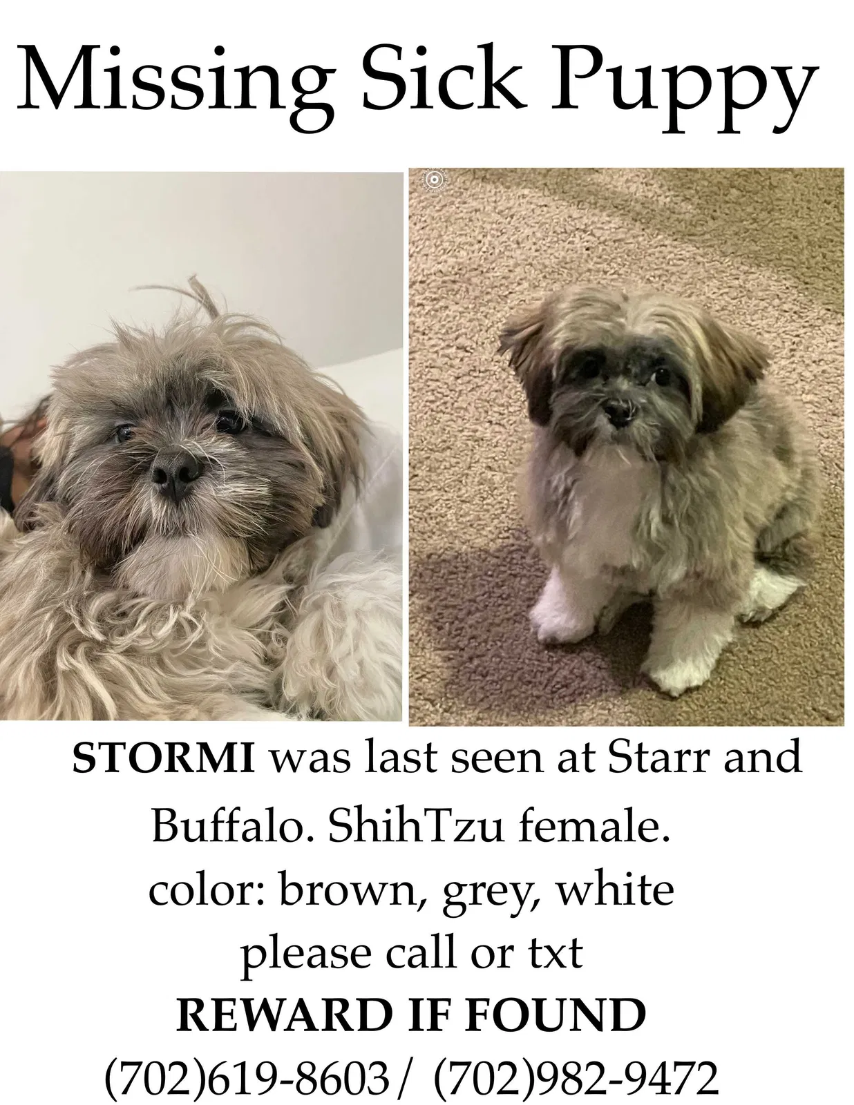 Found dog in Las Vegas, NV, 89179