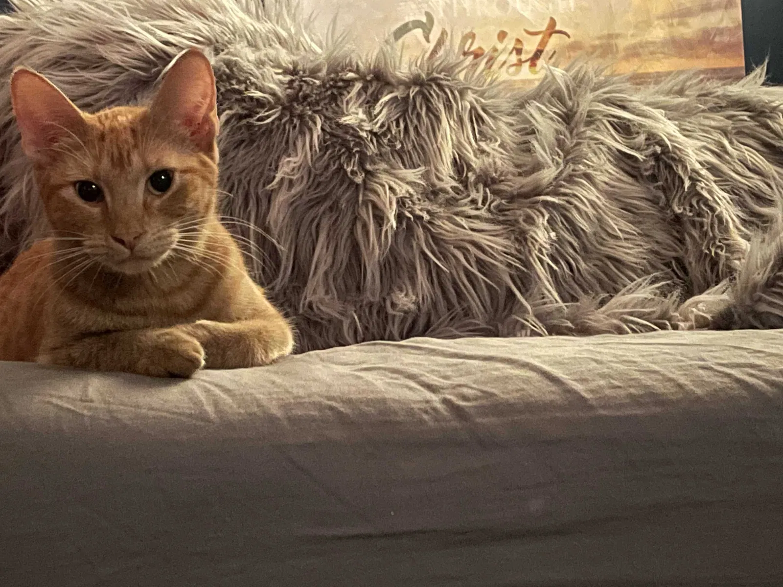 Lost cat in Lakeland, FL, 33810