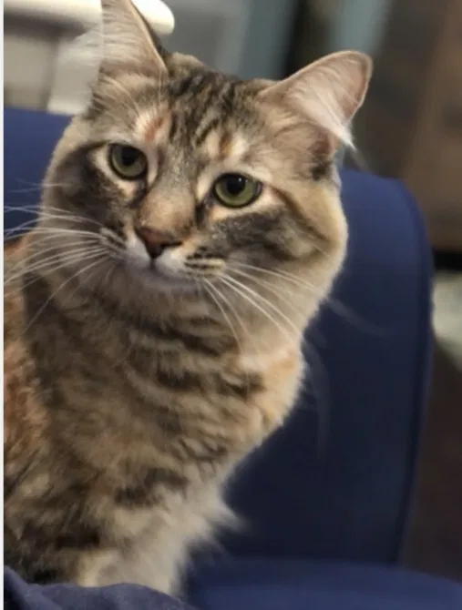 Lost cat in Norwalk, CA, 90650