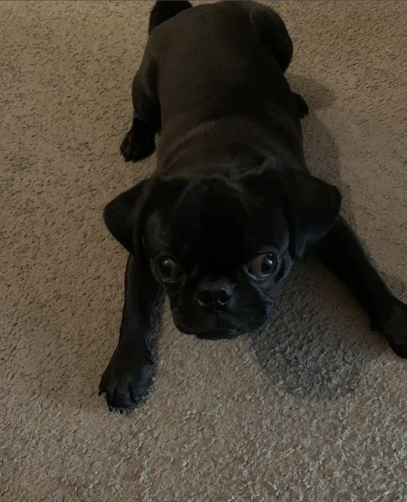 Lost dog in Buda, TX, 78610