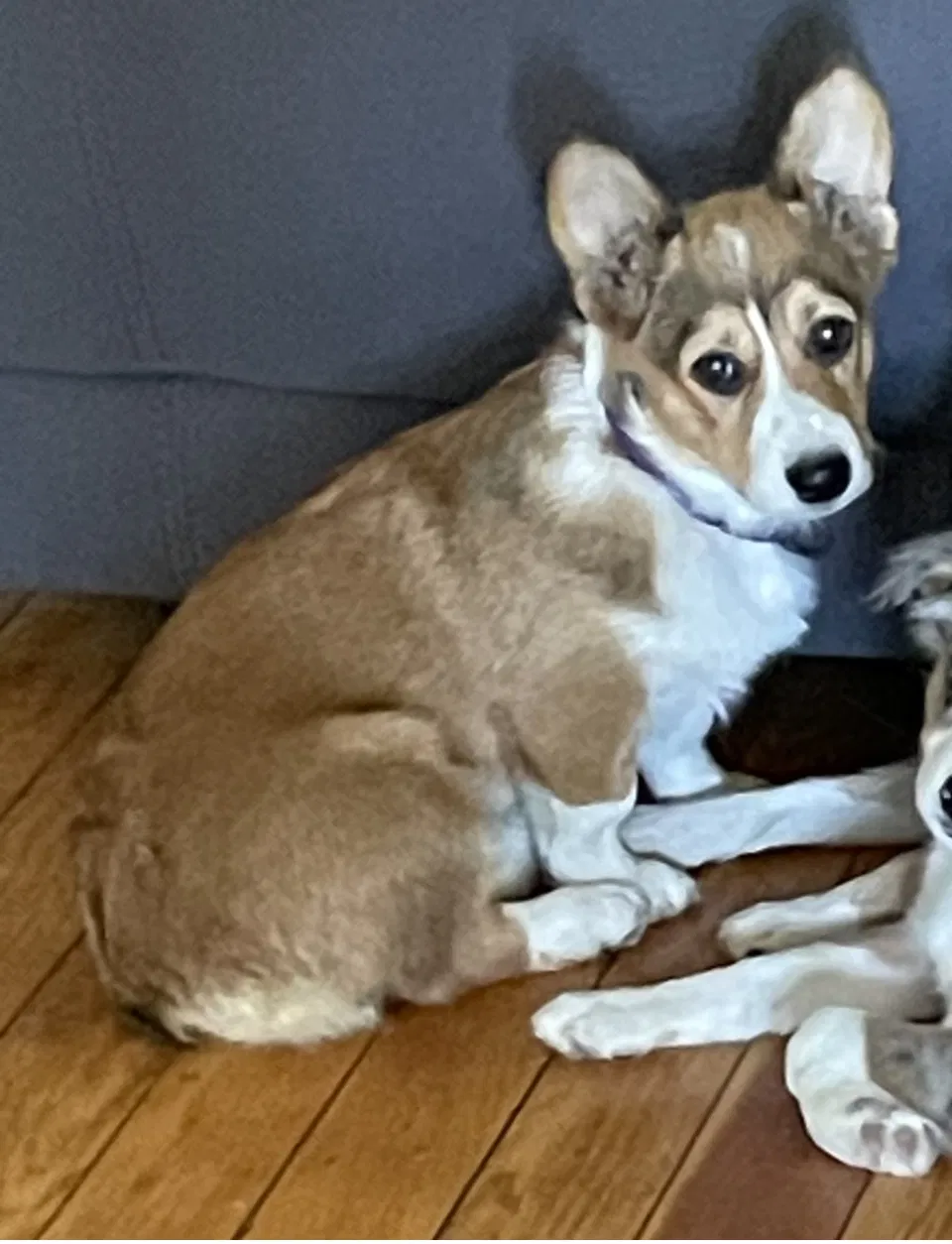 Lost dog in Deer Park, WA, 99006