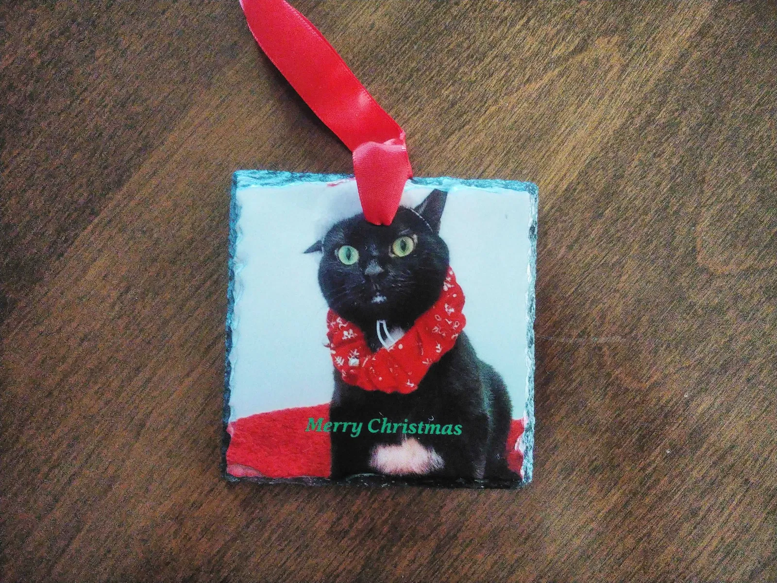 Lost cat in West Yarmouth, MA, 2673
