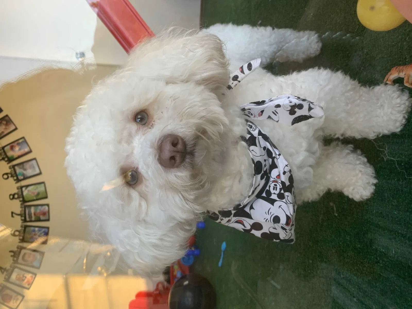 Lost dog in Jupiter, FL, 33458