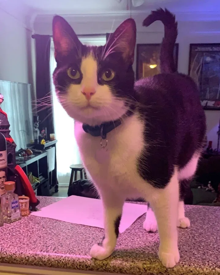 Lost cat in Phoenix, AZ, 85014