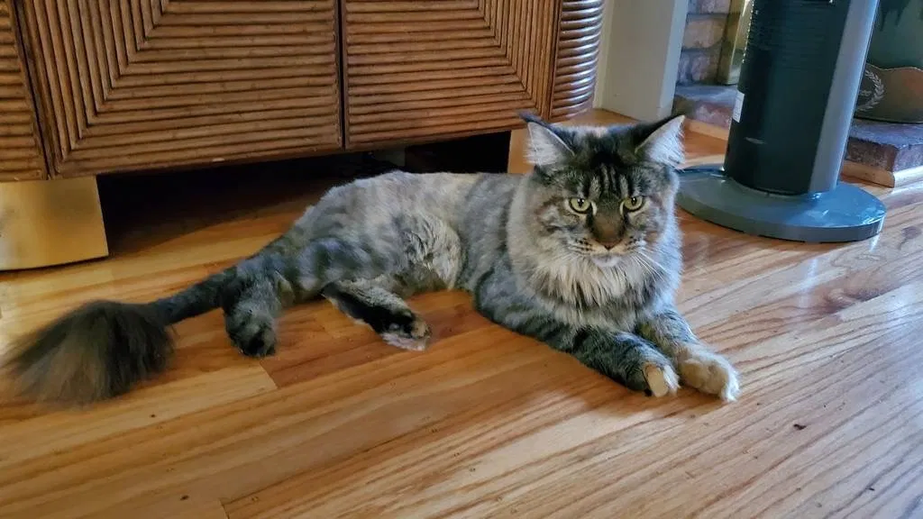 Lost cat in Mountain View, CA, 94043
