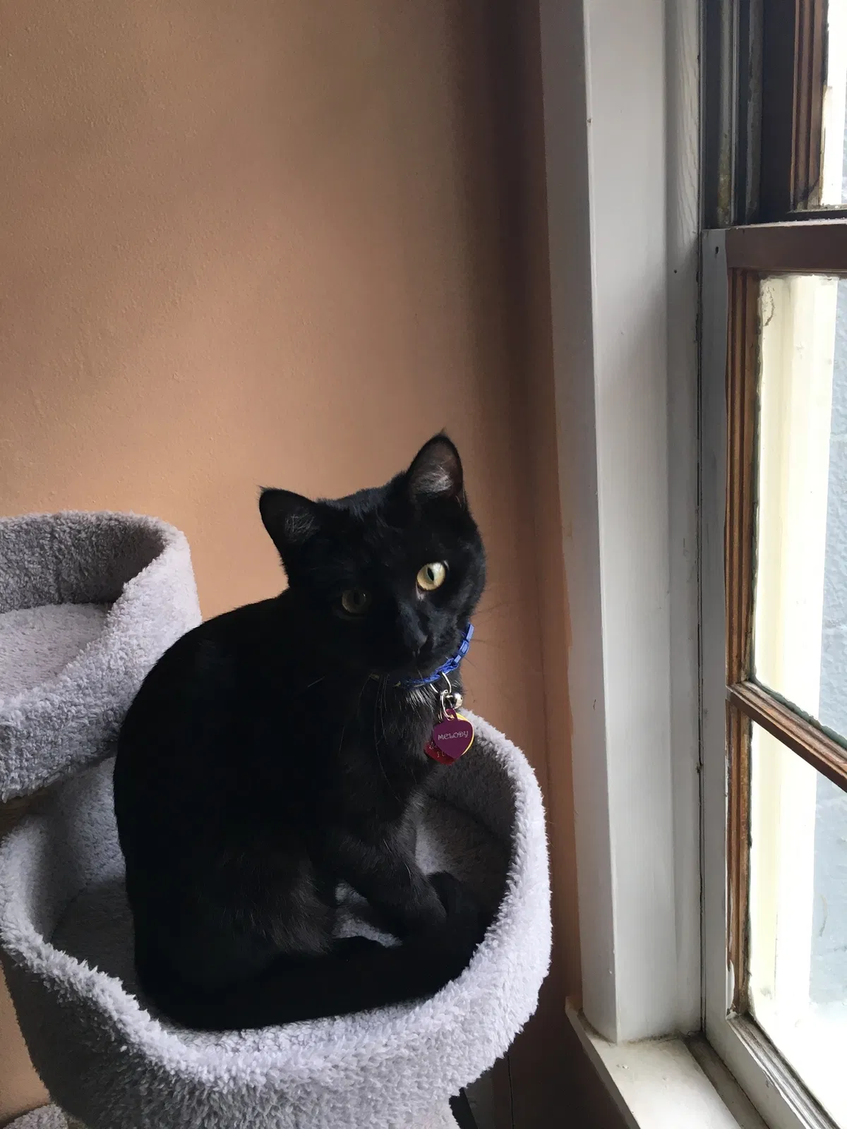 Lost cat in Atlanta, GA, 30341