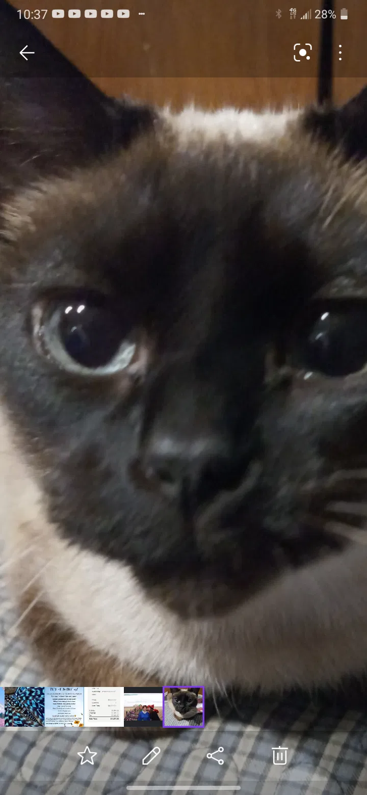 Lost cat in Portland, OR, 97267
