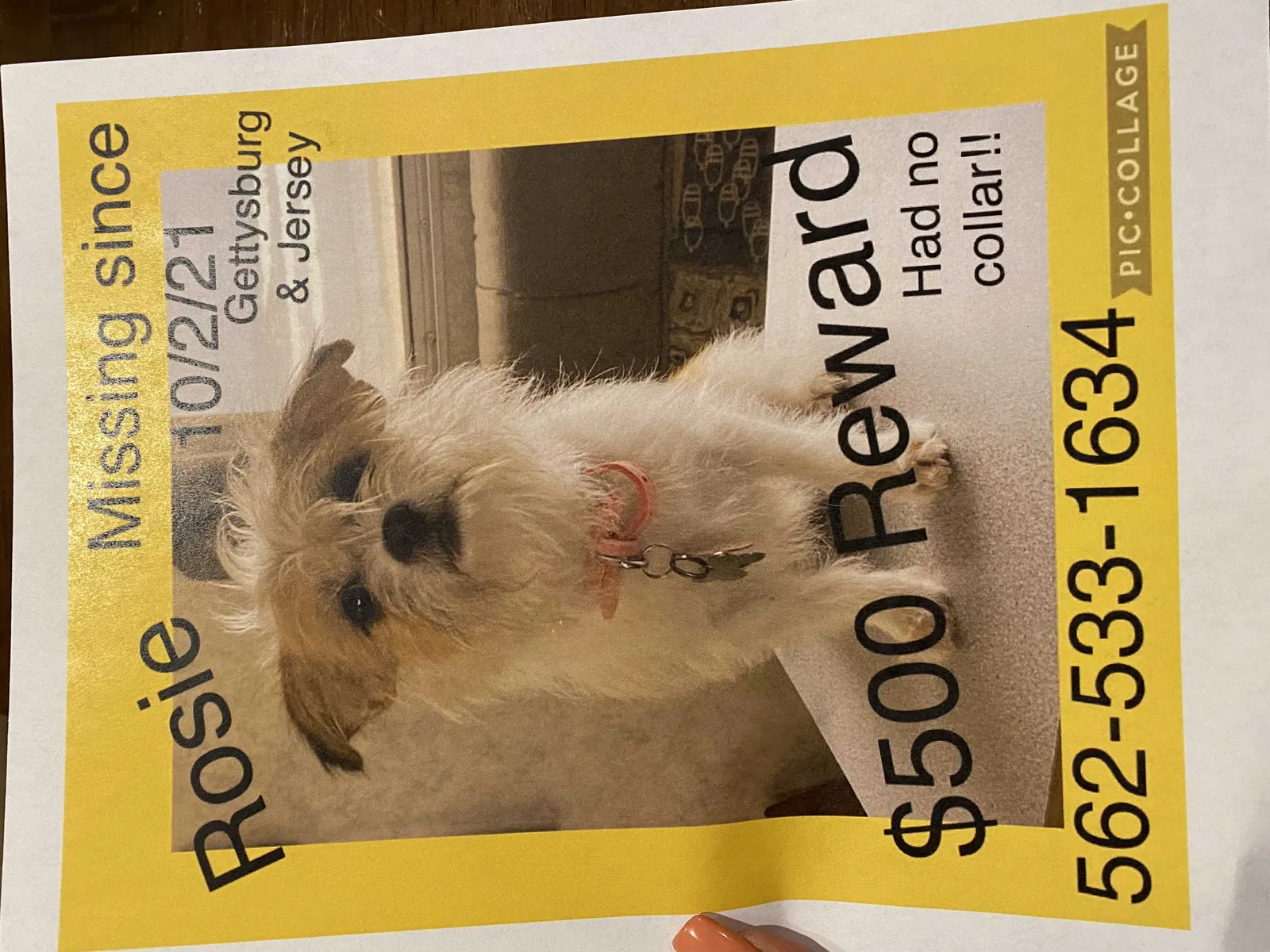 Lost dog in Norwalk, CA, 90650