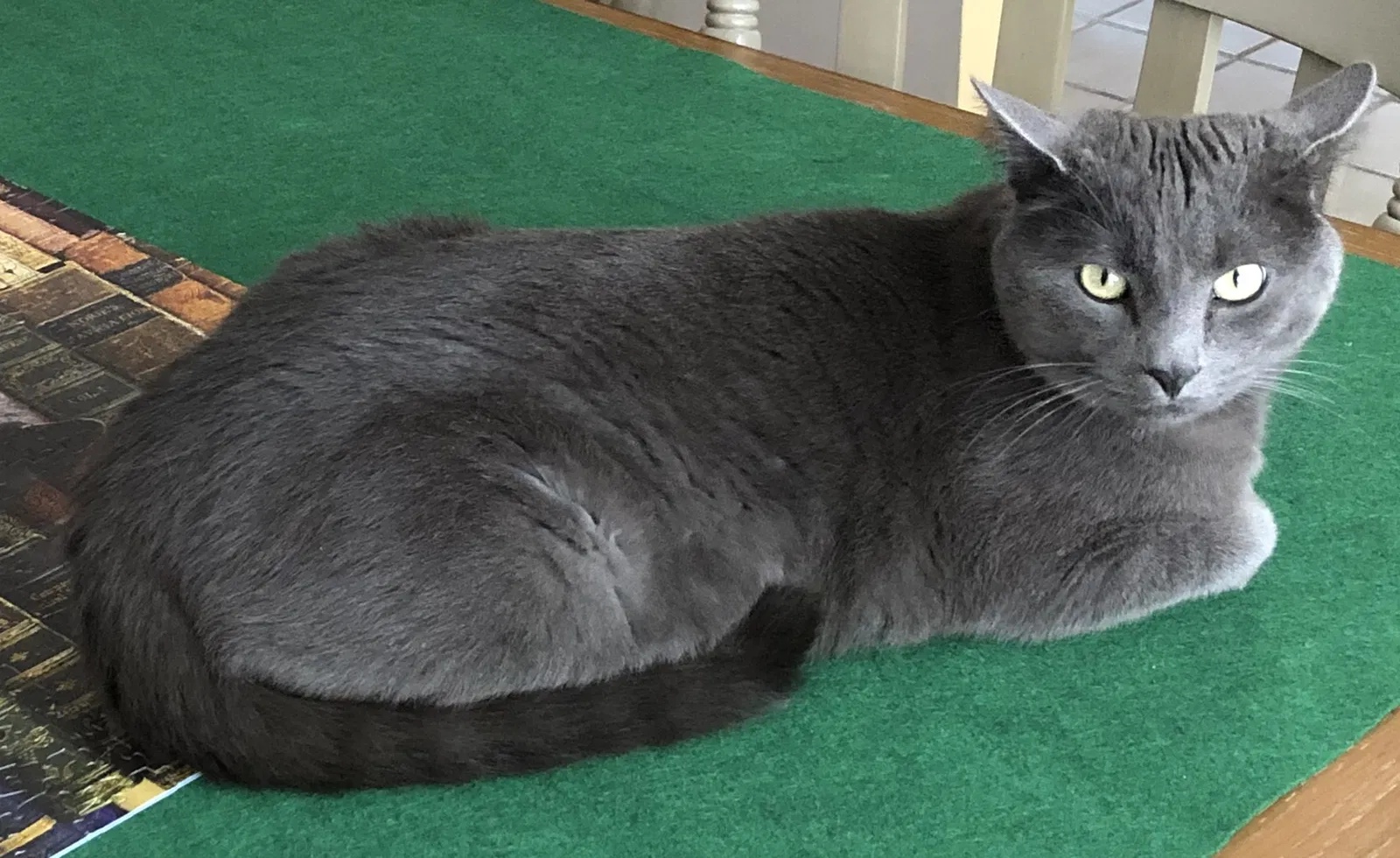 Lost cat in Warner, NH, 3278