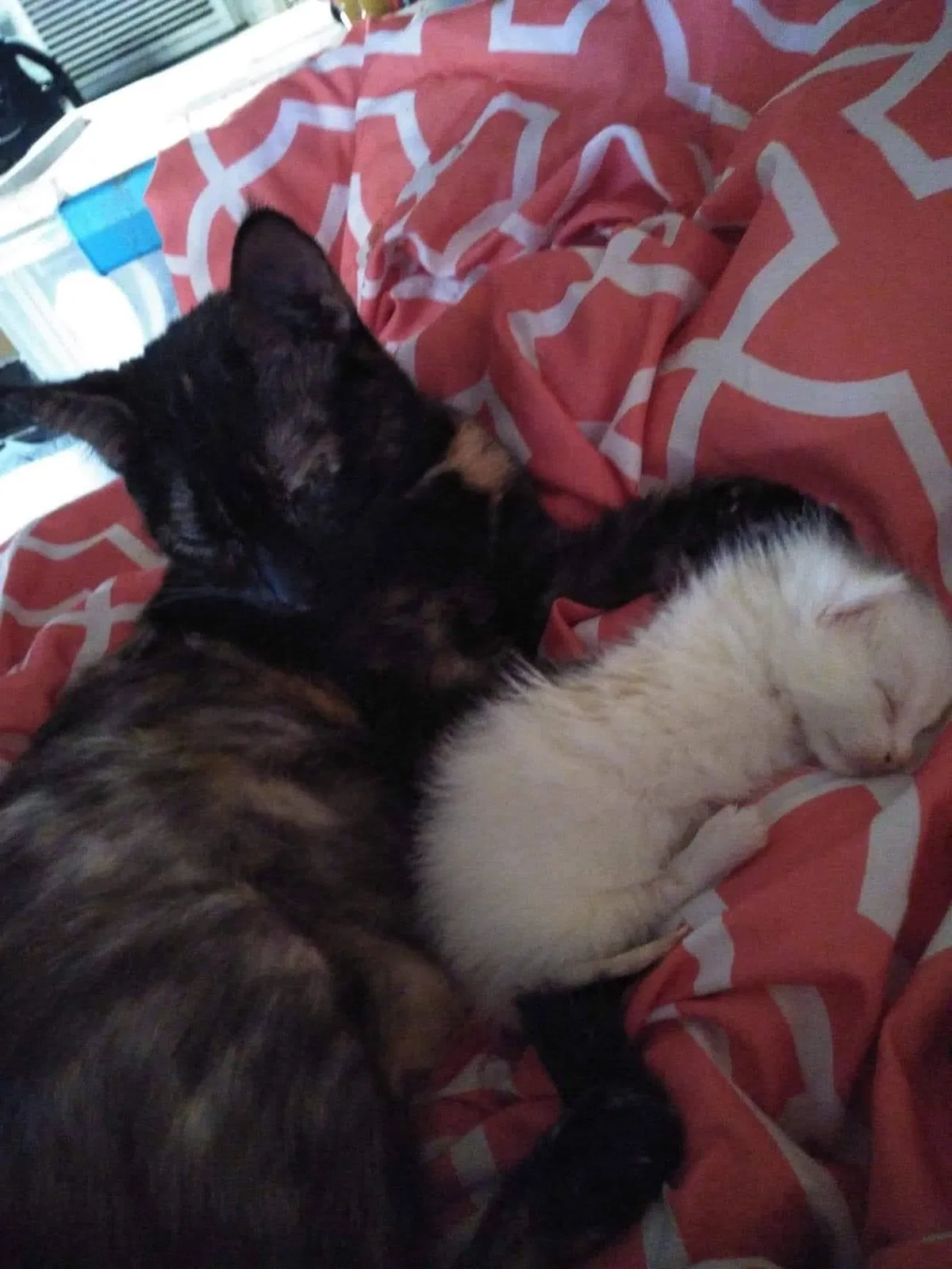Lost cat in Pasadena, TX, 77506