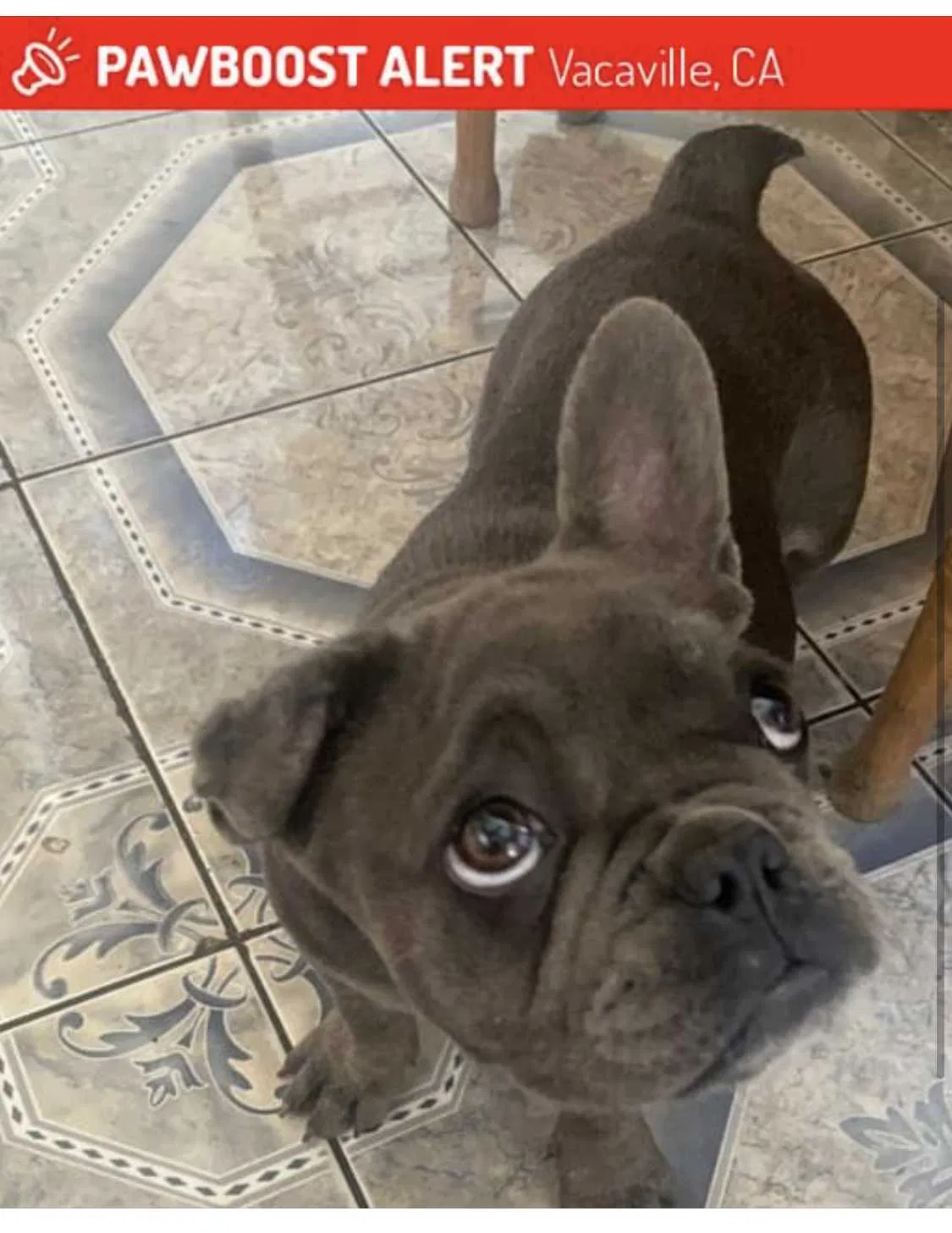 Lost dog in Vacaville, CA, 95688