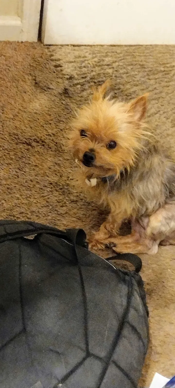 Lost dog in Baytown, TX, 77521
