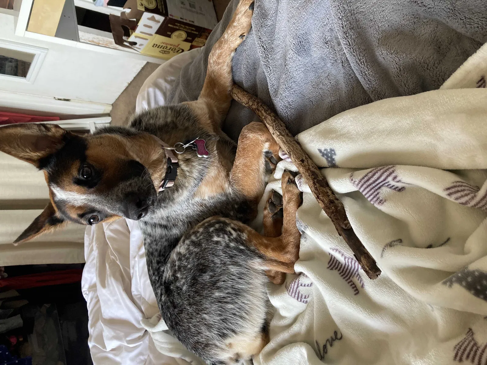 Lost dog in Aromas, CA, 95004