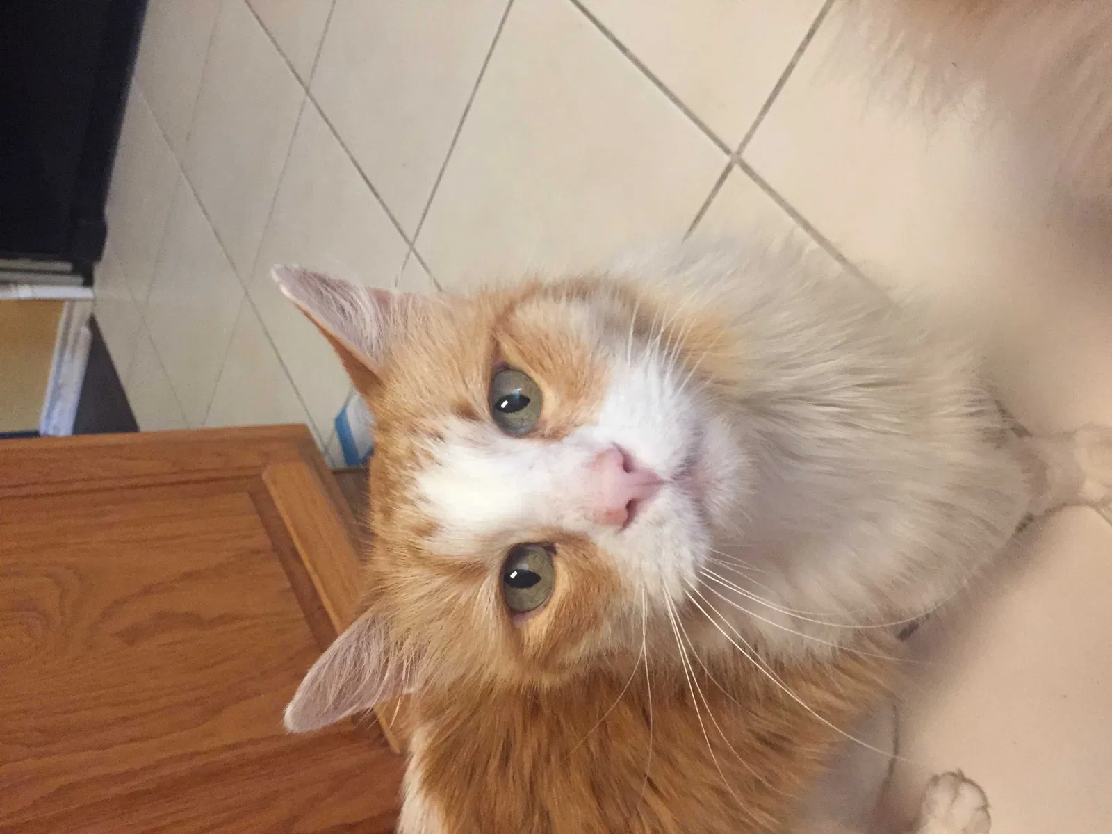 Lost cat in Keller, TX, 76248