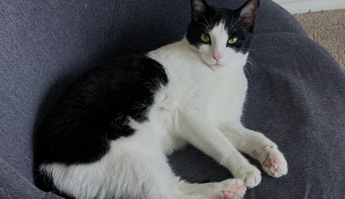 Lost cat in Venice, CA, 90291