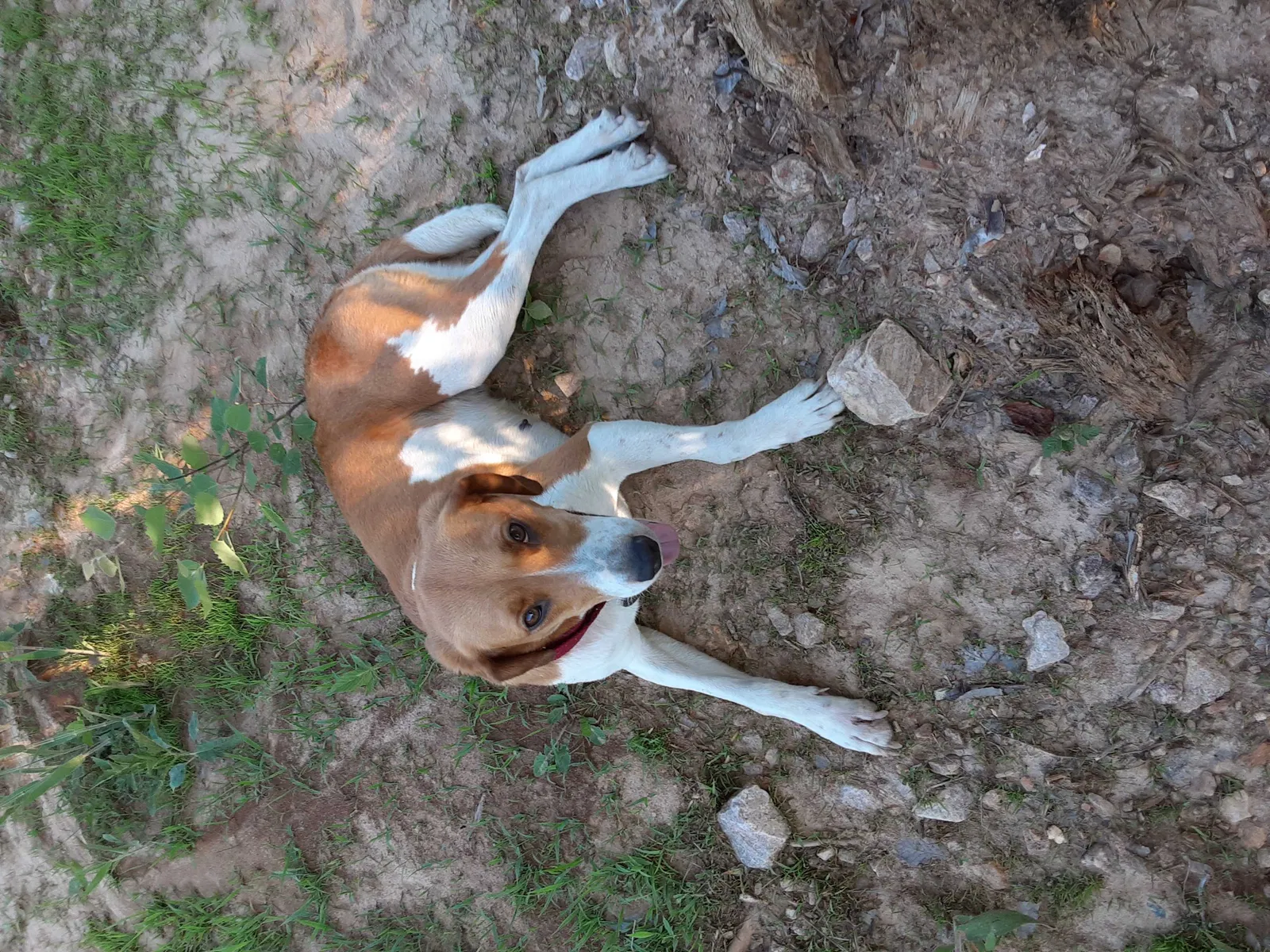 Lost dog in Louisa, VA, 23093