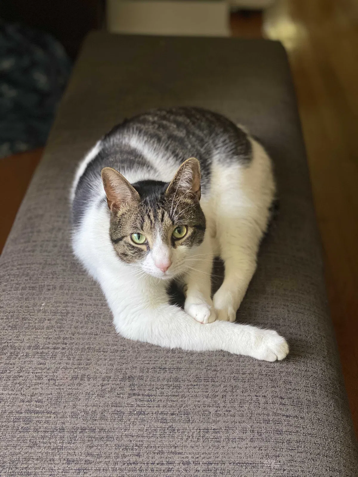 Lost cat in Buffalo, NY, 14221