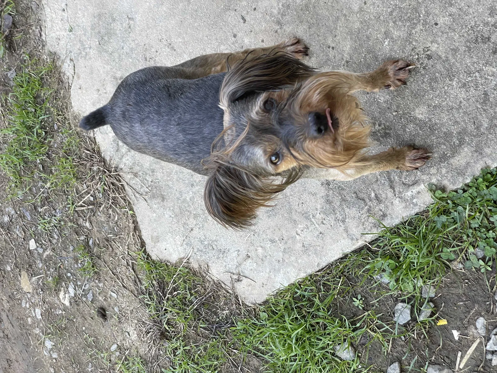 Lost dog in Benton, TN, 37307