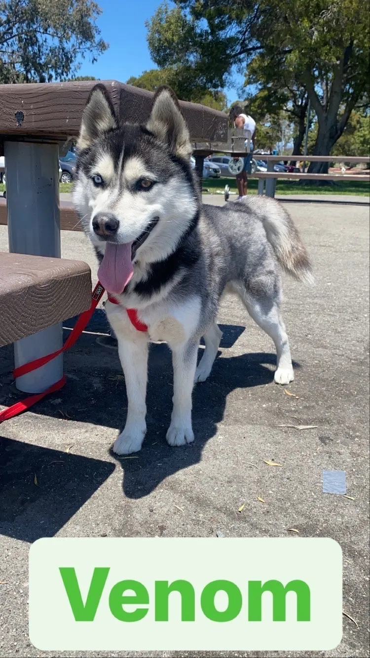 Lost dog in Oakland, CA, 94603